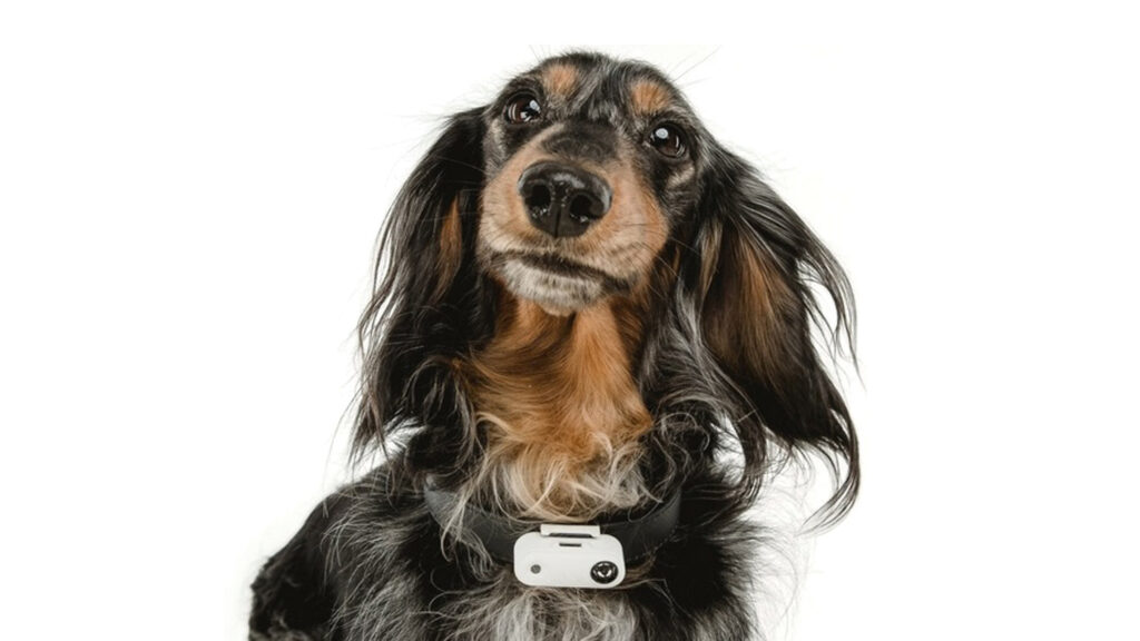 Beskyttelse mod flåt