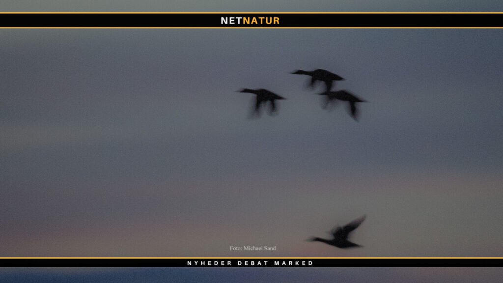 Vil fredning af taffeland føre til afvikling af trækjagt på andre ænder?