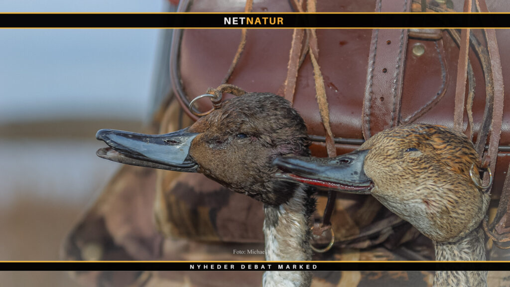 10 fotoskud fra arkivet