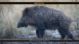 Vildsvinet var alligevel ikke et vildsvin