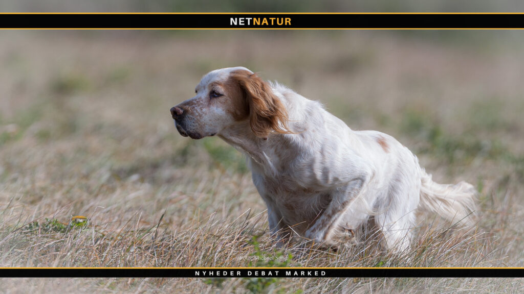 Mavedrejning hos hunde