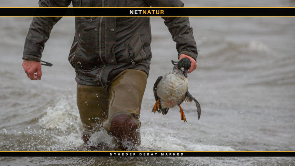 Jesper Lindgaard svarer på spørgsmål om andejagtens fremtid