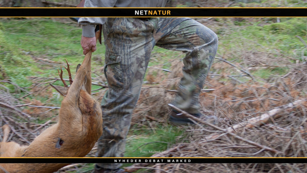 Hygiejne i forbindelse med nedlagt vildt