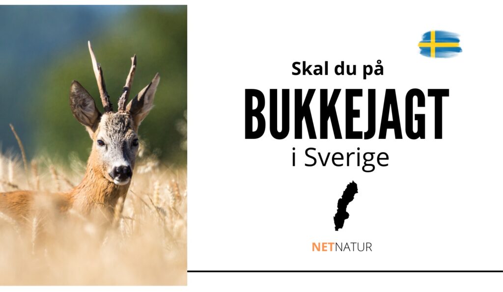 Bukkejagt i Sverige