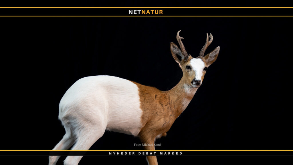 Undersøgelse om bukkejagt: Giv din mening til kende