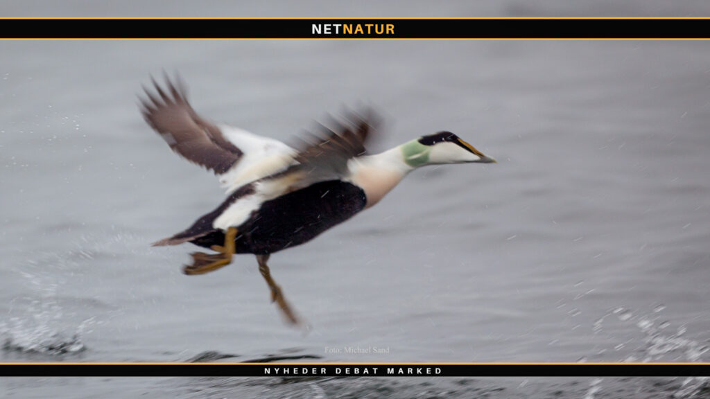 Kort om valgkamp og dovendemokrati DTU siger nej til muslingefiskeri i Horsens Fjord