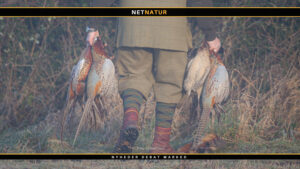 Reglerne for overdragelse af nedlagt vildt