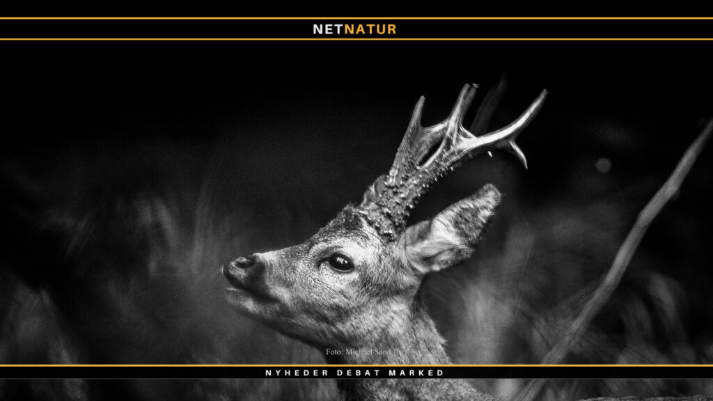 Bukkeopsats: Dansk beretning om POLSK TOP 10 BUK POLSK TOP 10 BUK