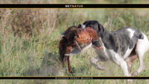 Jagthund til fasanjagt