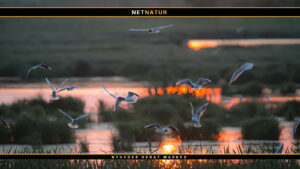 Hættemågen – stadigt vidt udbredt i Danmark