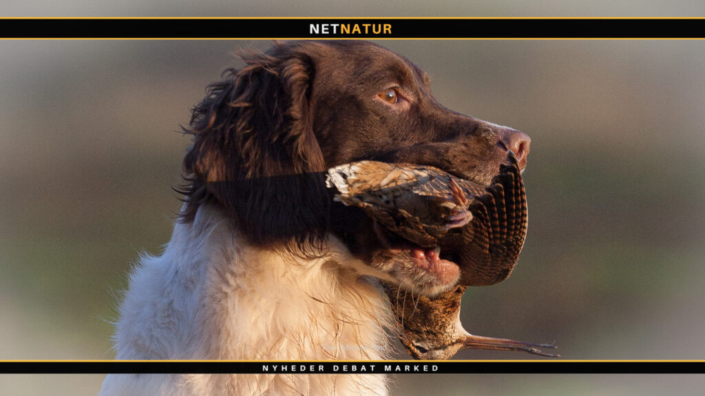 Jagthund til sneppejagt