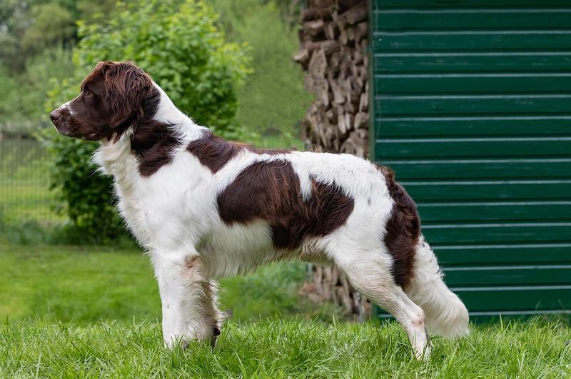 DRENTSCHE PATRIJSHOND