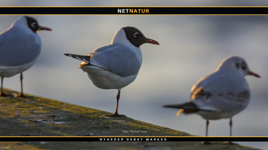 Corona-virus konstateret på måge