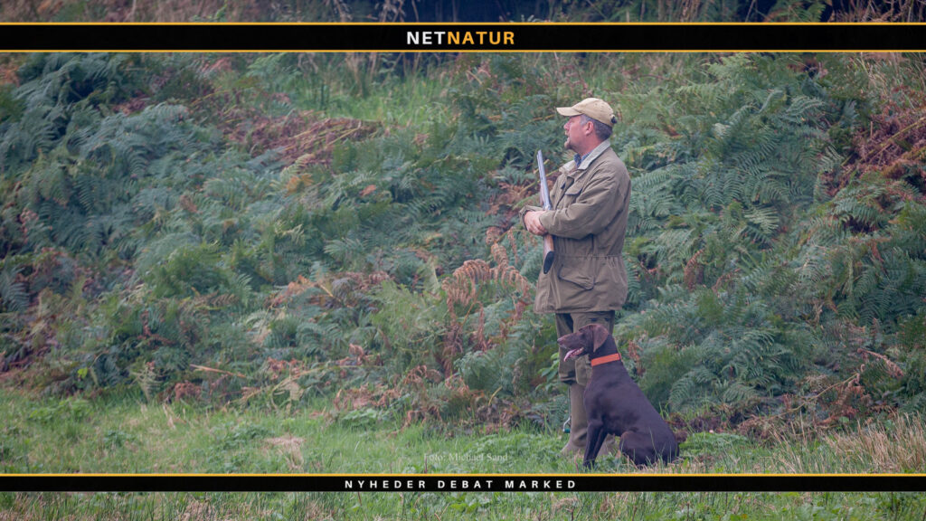 Jagthund på selskabsjagt