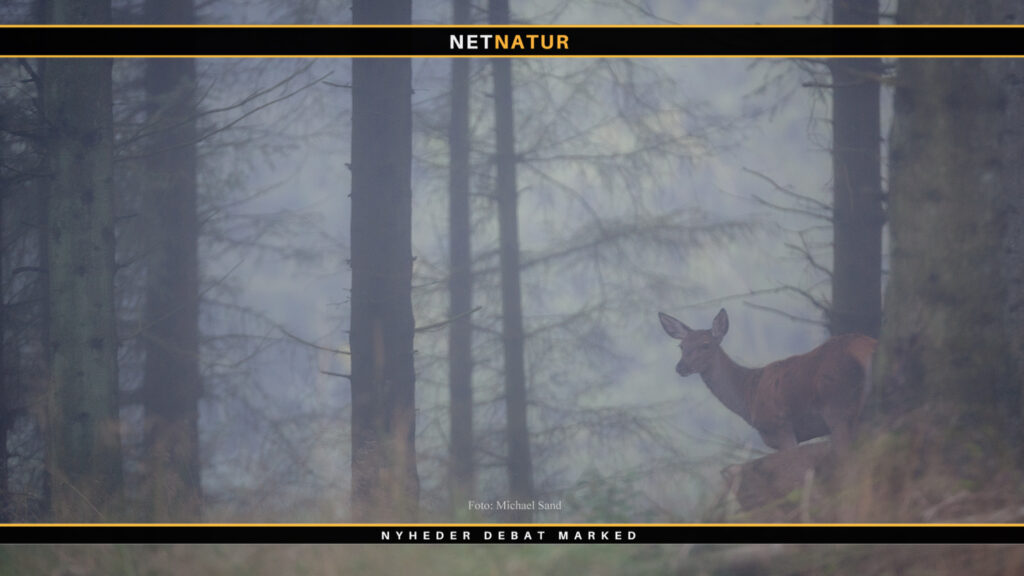 10 billeder fra jagt