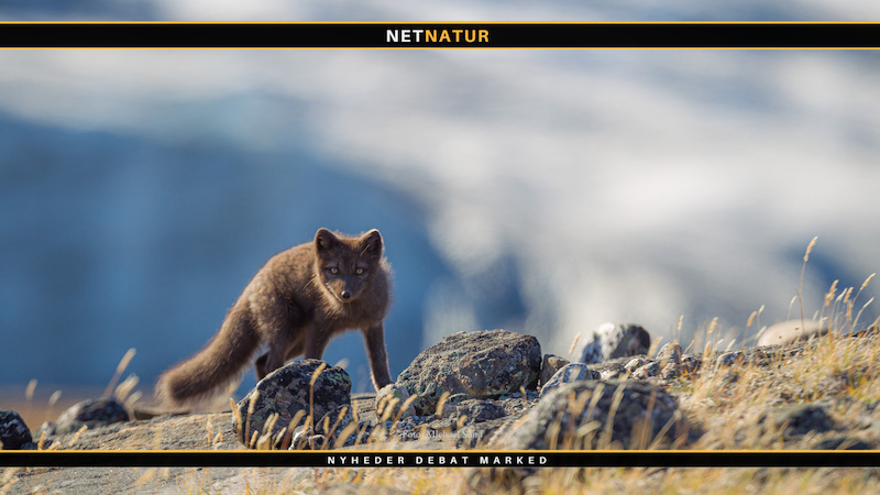 Nærtgående ræve med rabies i Grønland Nærtgående ræve med rabies i Grønland