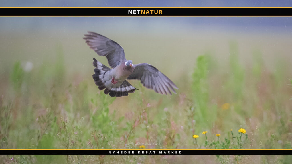 MitJagttegn - Er du fritaget for digital post?