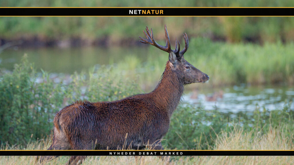 Mere til forskning og formidling fra jagttegnsmidlerne