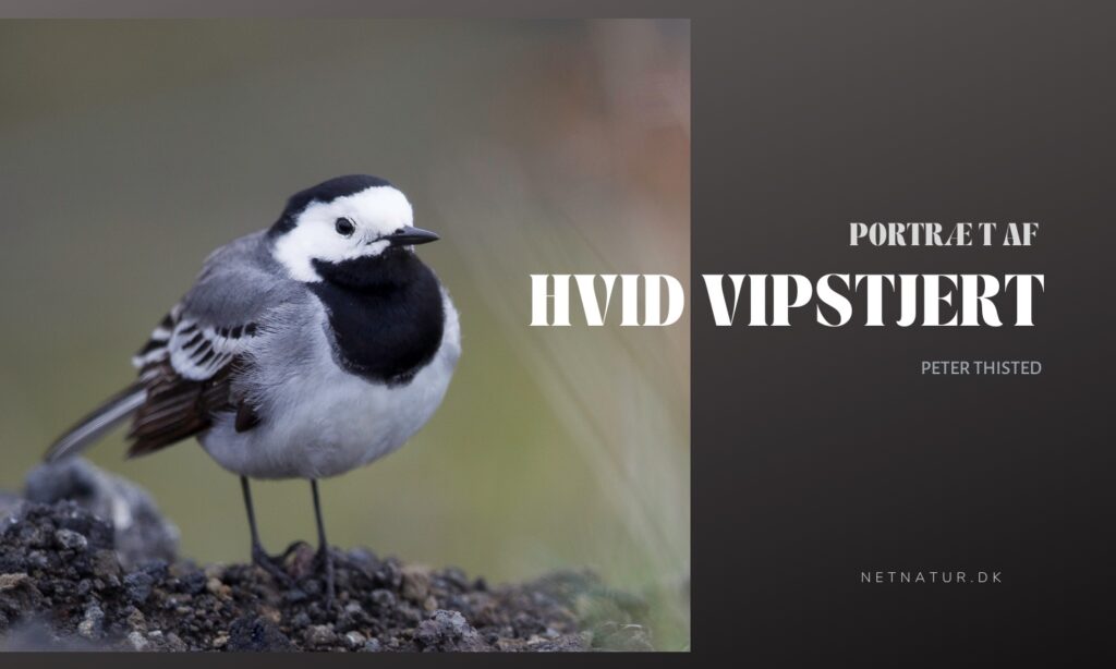 Hvid vipstjert – et liv på “vippen” Hvid vipstjert - et liv på "vippen"