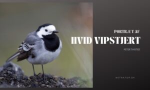 Hvid vipstjert – et liv på “vippen” Hvid vipstjert - et liv på "vippen"