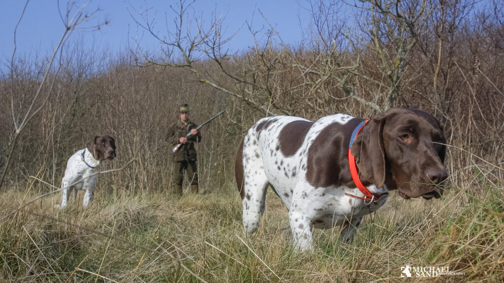 Jagt med stående hund