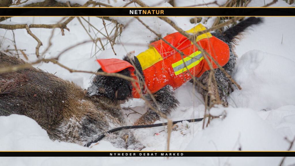 Tysk jagtterrier Tysk jagtterrier