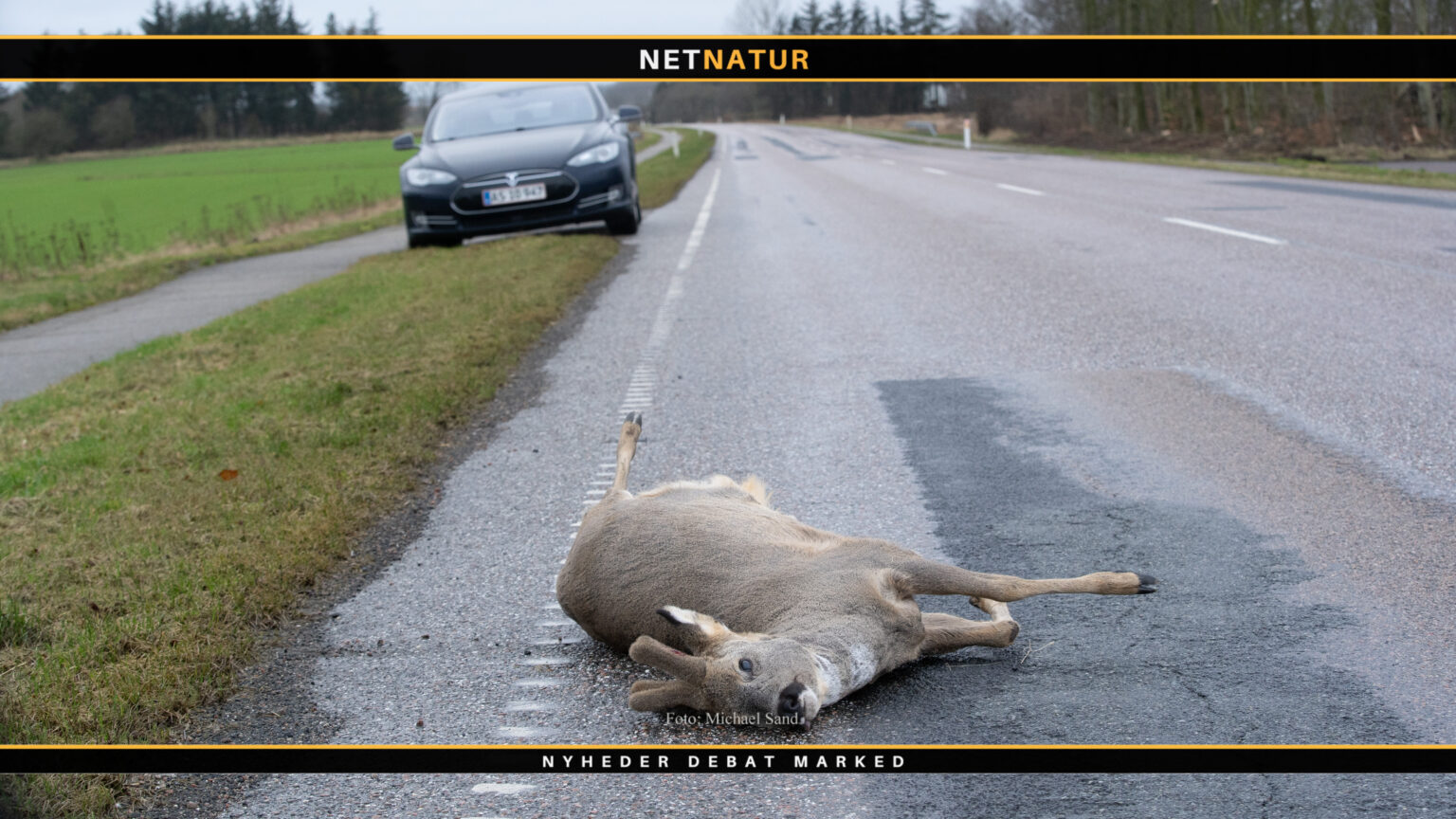 Undersøgelse skal se på vilde dyr i trafikken