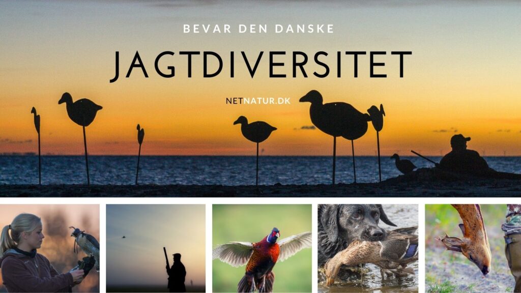 Jagtdiversitet