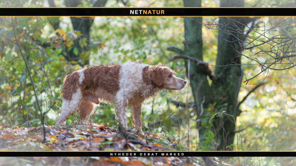 Stambog kan blive afgørende Stambog