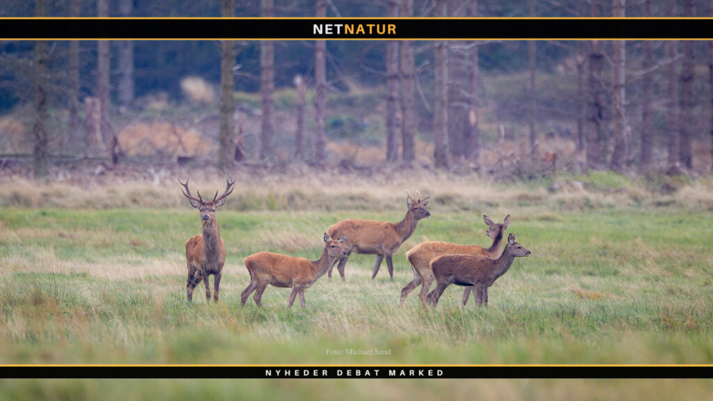 Ole Roed Jakobsen om formandsvalg og jagtpolitiske faldgrubber
