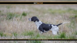 Engelsk pointer – en fuldblods jagthund Engelsk pointer - en fuldblods jagthund