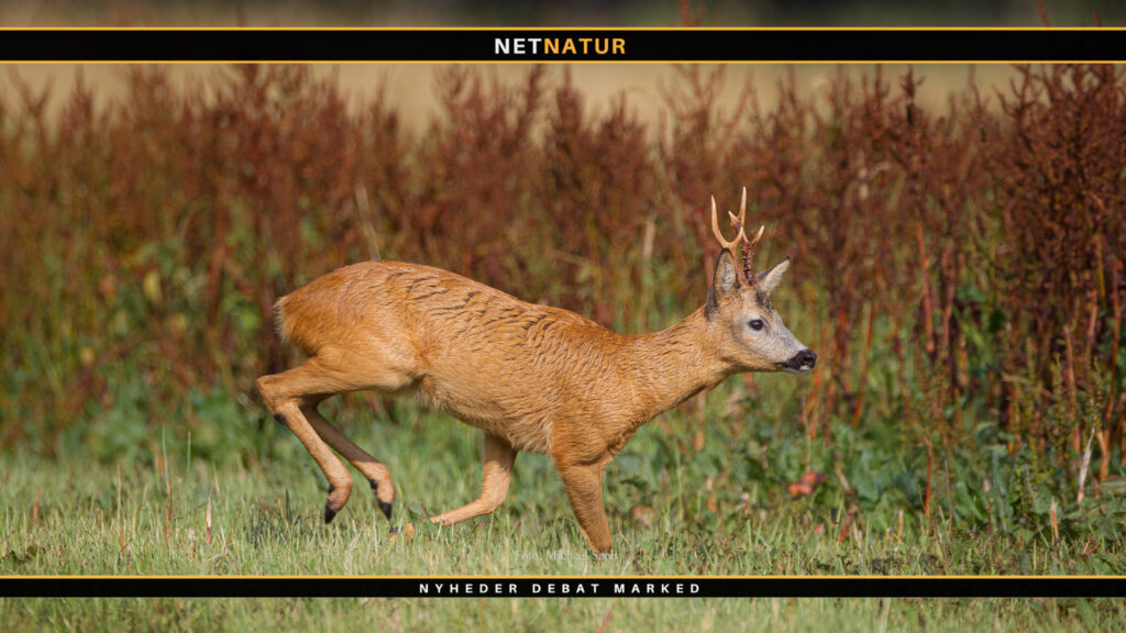 80% stemmer på Jesper Lindgaard som ny formand i DJ ifølge undersøgelse på Facebook