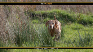 Wizsla – kort- og ruhåret Wizsla - kort- og ruhåret