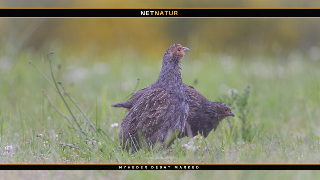 Mere brak skaber gode betingelser for faunaen