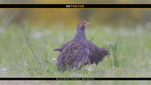 Agerhønen – agerlandets flotte beboer Mere brak skaber gode betingelser for faunaen