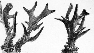 Henning Kørvel stiller skarpt på fænomenet kaffebukke