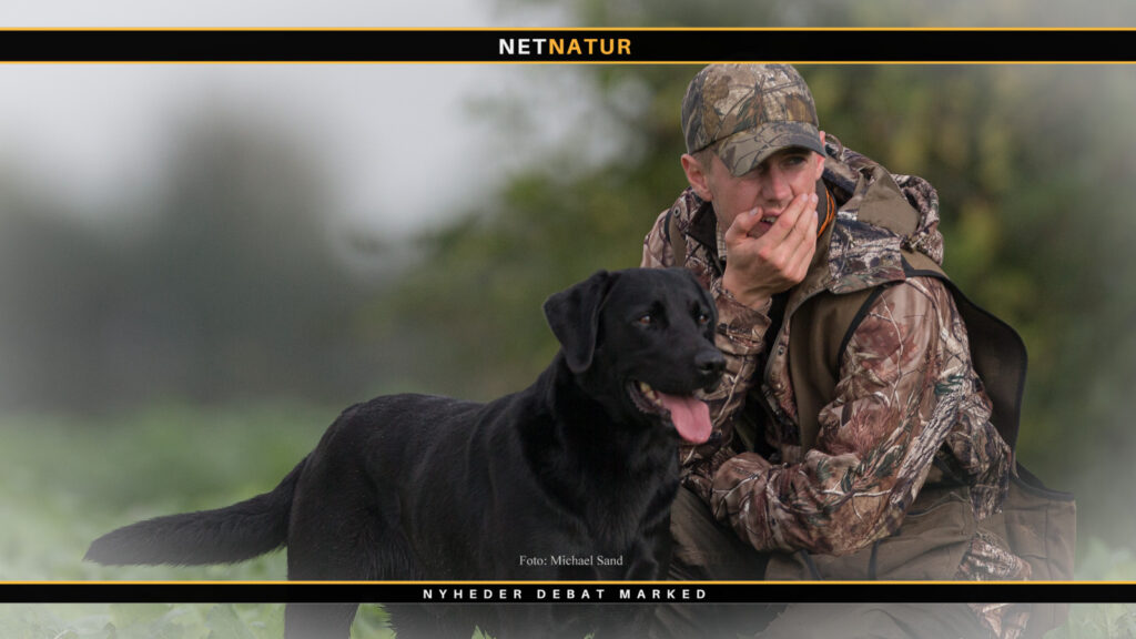 Hundens brug af logik