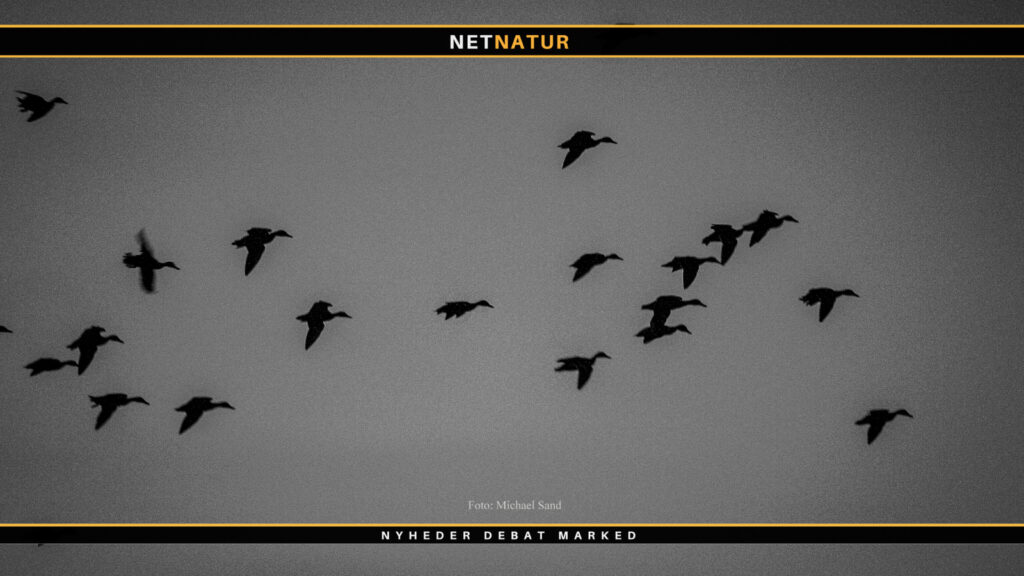 Lokkekald på arbejdspladsen