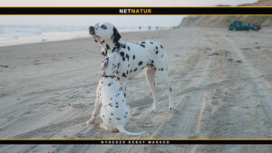 Dalmatiner Dalmatiner