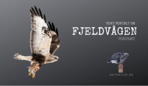 Fjeldvågen – den hvide fætter fra nord Fjeldvåge