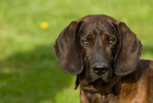 Hannoveransk Schweisshund Hannoveransk schweisshund