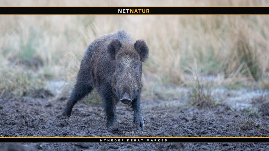 Europæisk jagt anslået til årlig værdi på 120 mia danske kroner