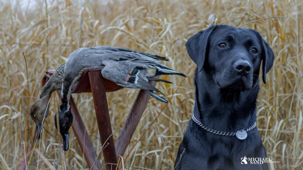 Hundens brug af instinkter