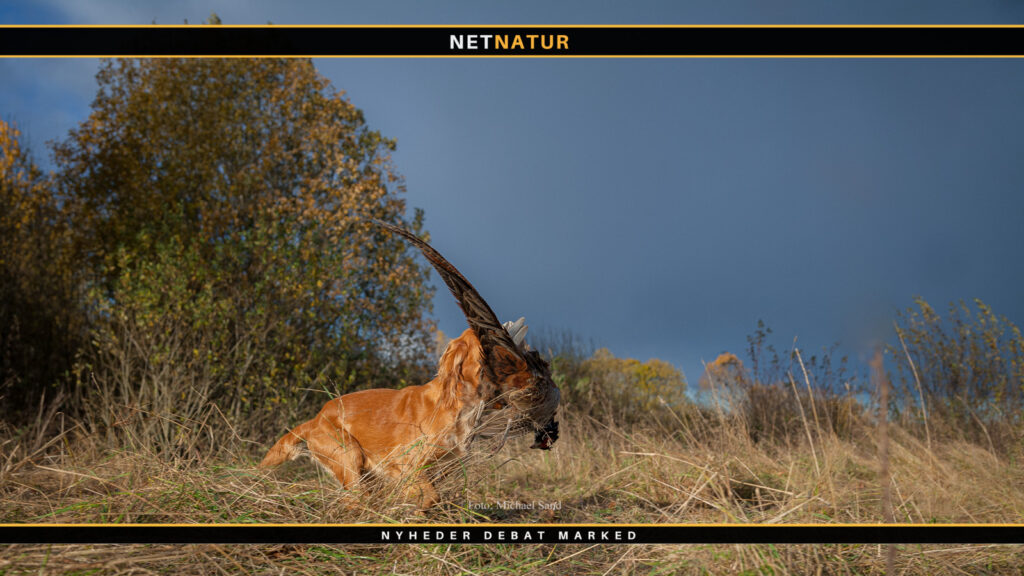 Jagt- og naturbilleder