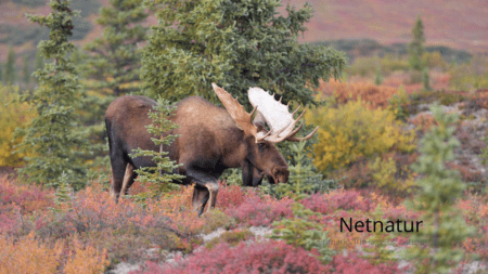 Moose i størrelse gigant