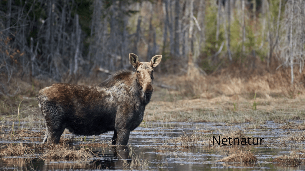Hvor er Danmarks eneste fritlevende elg? Netnatur