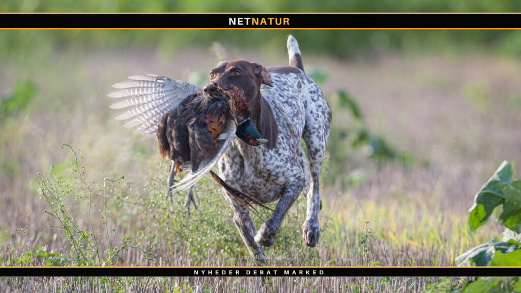 Jagthund og tilgang af vildt