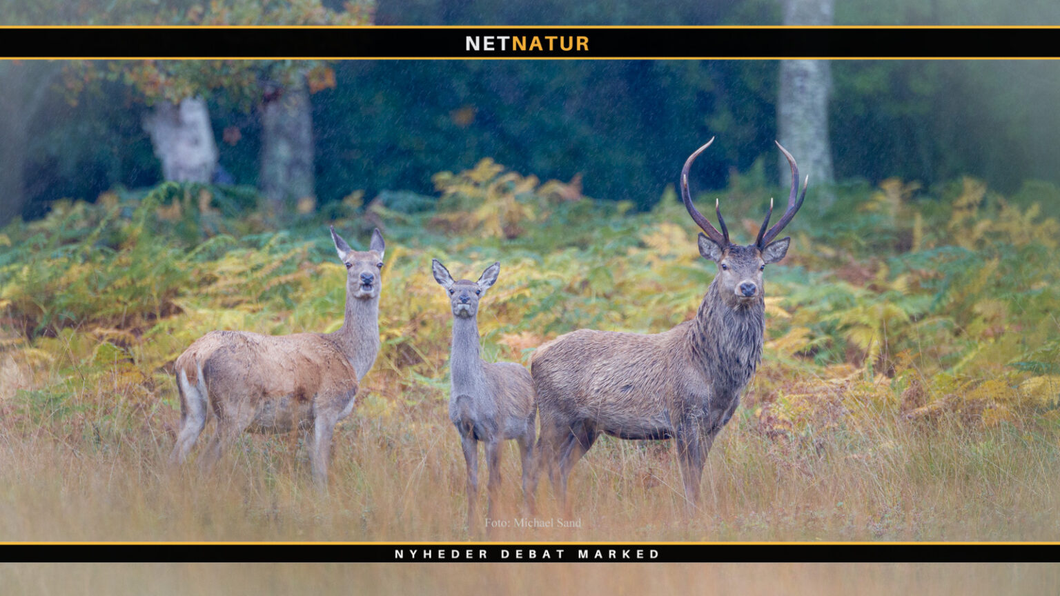 Risikovilligheden stiger, når føden bliver knap