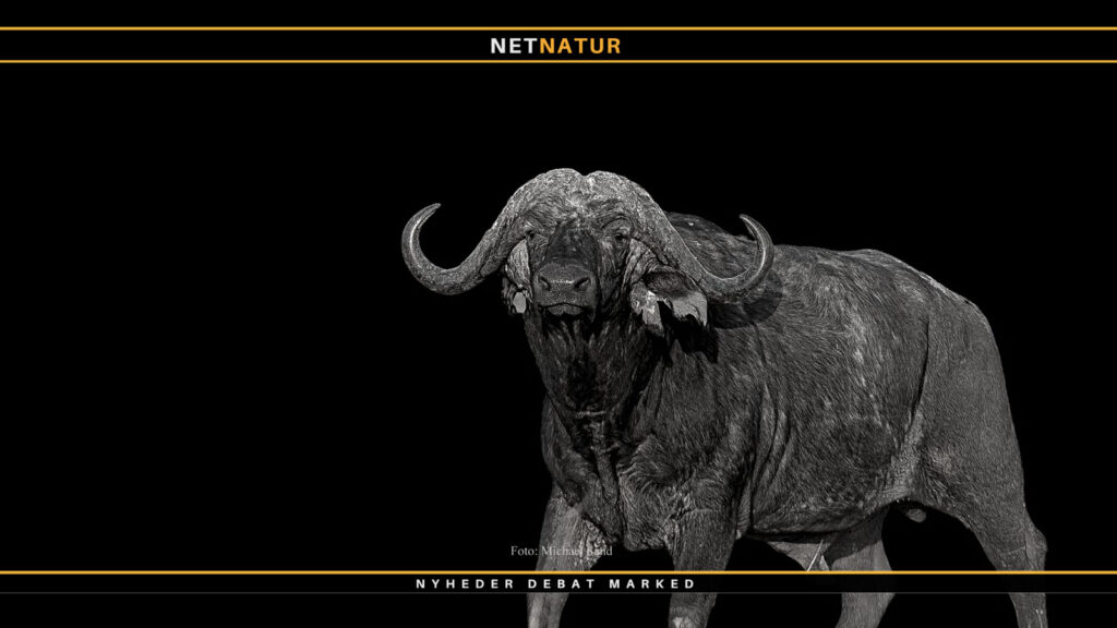 Legendarisk patron 112 år