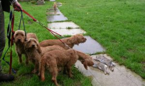 Basset Fauve de Bretagne Basset Fauve de Bretagne
